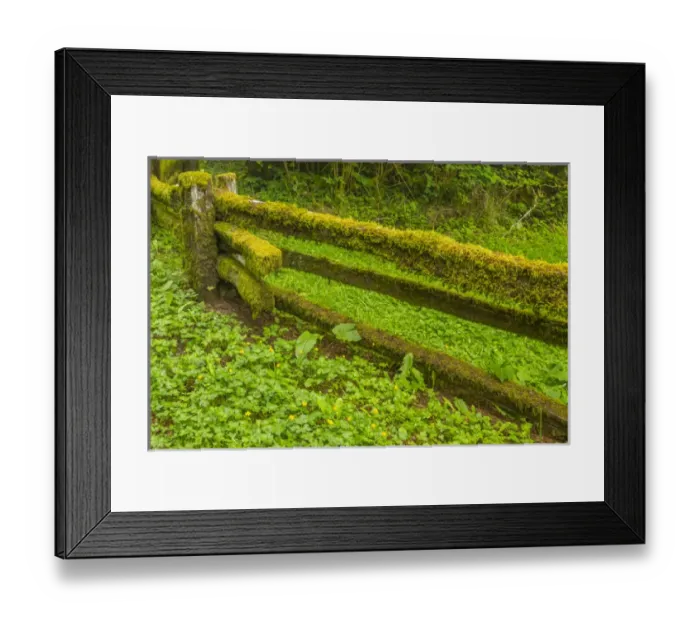 Framed Print : USA, California, Redwoods National Park Framed Print : USA, California, Redwoods National Park