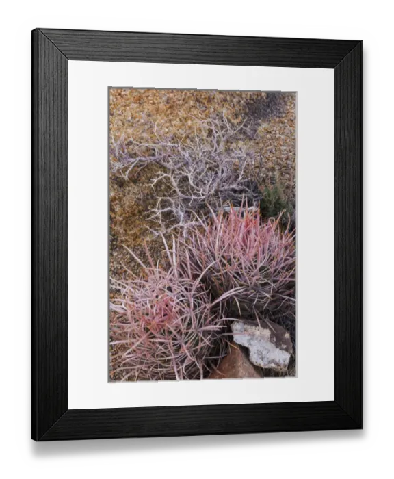Framed Print : USA, California, Alabama Hills. Barrel cactus scenic Framed Print : USA, California, Alabama Hills. Barrel cactus scenic