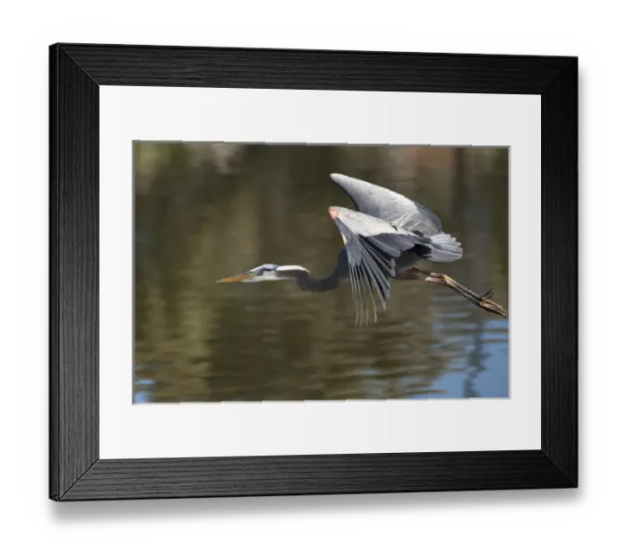 Framed Print : USA, California. Great blue heron flying over lake Framed Print : USA, California. Great blue heron flying over lake
