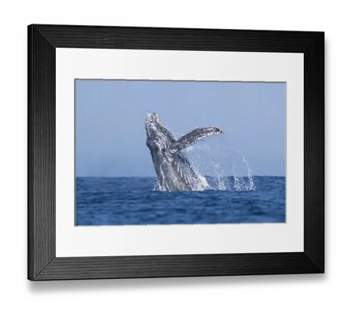 Framed Print : USA, California, La Jolla. Humpback whale breaching Framed Print : USA, California, La Jolla. Humpback whale breaching
