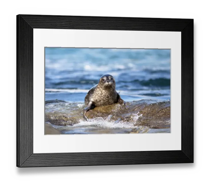 Framed Print : USA, California, La Jolla. Baby harbor seal on rock
