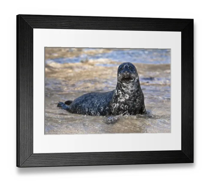 Framed Print : USA, California, La Jolla. Baby harbor seal on shore Framed Print : USA, California, La Jolla. Baby harbor seal on shore