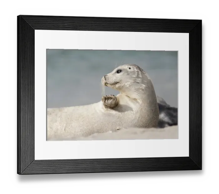 Framed Print : USA, California, La Jolla. White baby harbor seal on sand Framed Print : USA, California, La Jolla. White baby harbor seal on sand