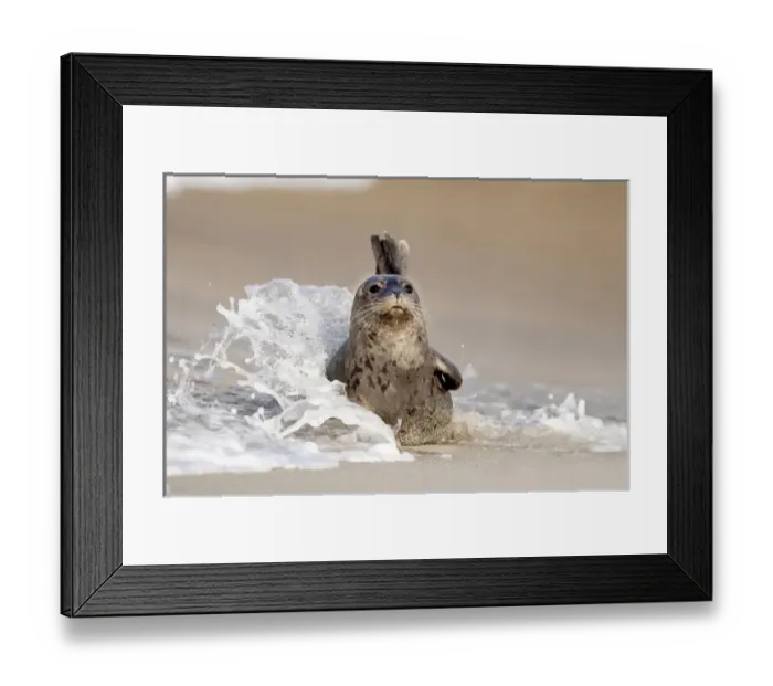 Framed Print : USA, California, La Jolla. Baby harbor seal on sand