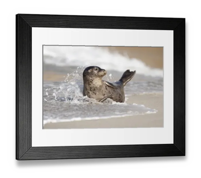 Framed Print : USA, California, La Jolla. Baby harbor seal on sand Framed Print : USA, California, La Jolla. Baby harbor seal on sand