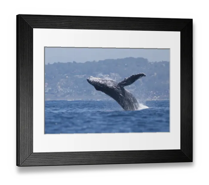 Framed Print : USA, California, La Jolla. Humpback whale breaching Framed Print : USA, California, La Jolla. Humpback whale breaching