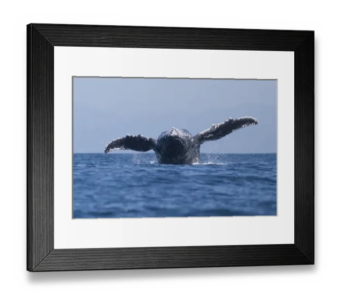 Framed Print : USA, California, La Jolla. Humpback whale breaching Framed Print : USA, California, La Jolla. Humpback whale breaching