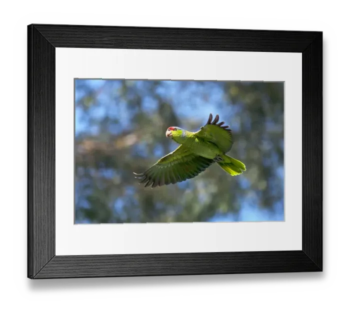 Framed Print : USA, California, San Diego. Wild parrot in flight