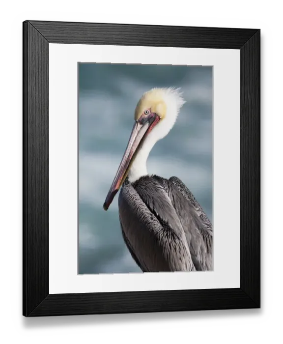 Framed Print : USA, California, La Jolla. Young brown pelican portrait Framed Print : USA, California, La Jolla. Young brown pelican portrait