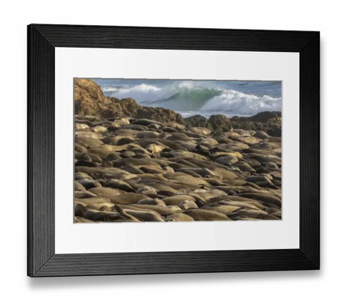 Framed Print : USA, California, Piedras Blancas. Northern elephant seal colony Framed Print : USA, California, Piedras Blancas. Northern elephant seal colony