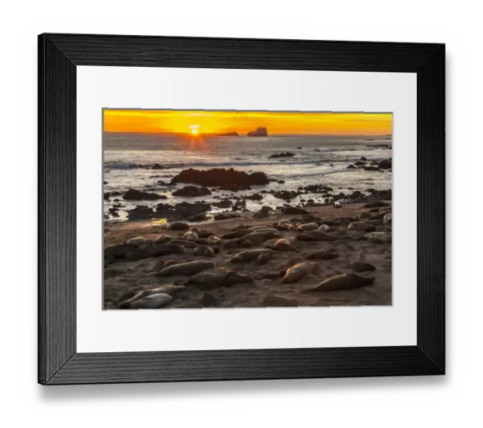 Framed Print : USA, California, Piedras Blancas. Northern elephant seals on beach at sunset. Credit as Framed Print : USA, California, Piedras Blancas. Northern elephant seals on beach at sunset. Credit as