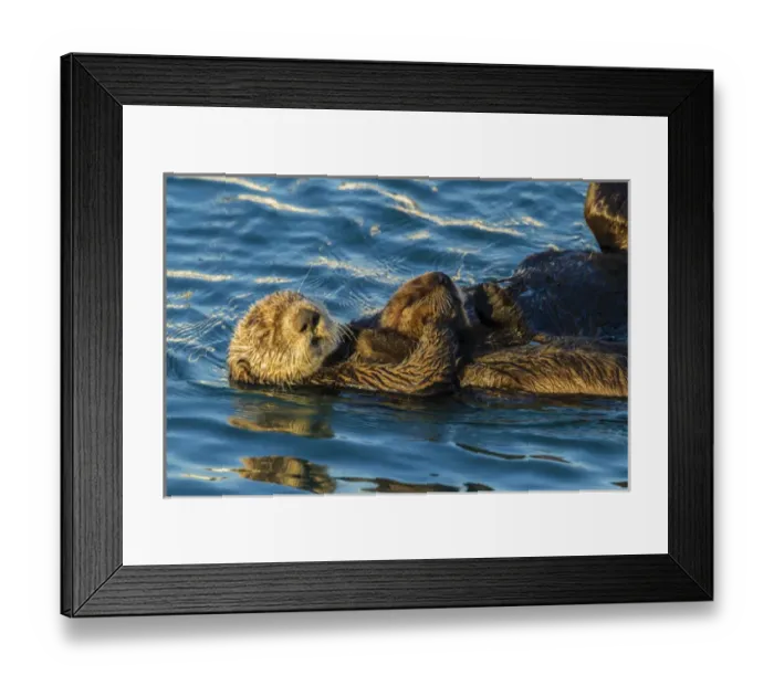 Framed Print : USA, California, Morro Bay. Sea otter parent and pup Framed Print : USA, California, Morro Bay. Sea otter parent and pup