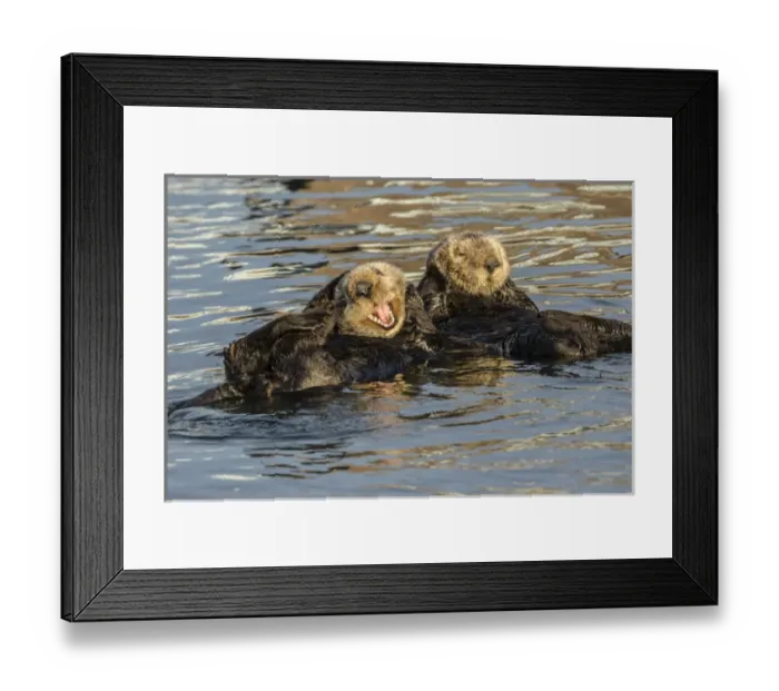 Framed Print : USA, California, Morro Bay. Sea otters resting and grooming Framed Print : USA, California, Morro Bay. Sea otters resting and grooming