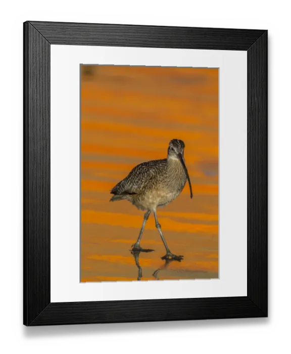 Framed Print : USA, California, Morro Bay. Long-billed curlew at sunset