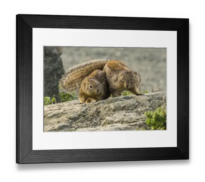 Framed Print : USA, California, Piedras Blancas. California ground squirrels courtship behavior Framed Print : USA, California, Piedras Blancas. California ground squirrels courtship behavior