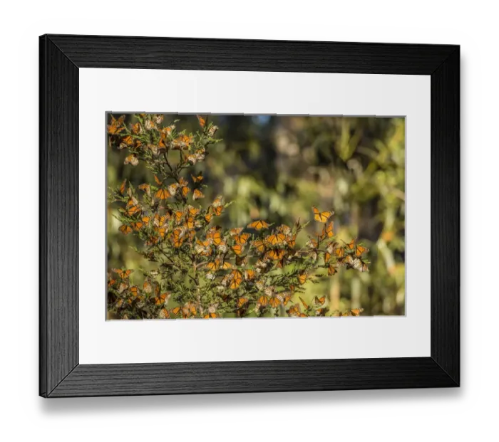 Framed Print : USA, California, Pismo Beach. Monarch butterflies clustering in winter sunshine. Credit as