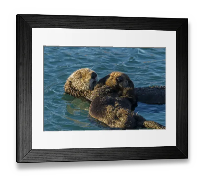 Framed Print : USA, California, Morro Bay. Sea otter parent and pup