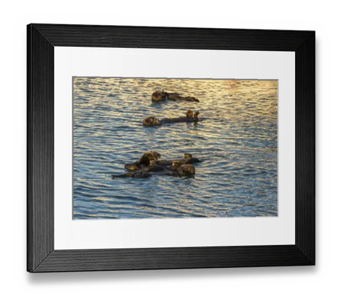 Framed Print : USA, California, Morro Bay. Sea otters resting as a group Framed Print : USA, California, Morro Bay. Sea otters resting as a group