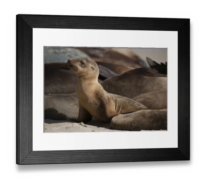 Framed Print : USA, California, La Jolla. Baby sea lion and adults on beach