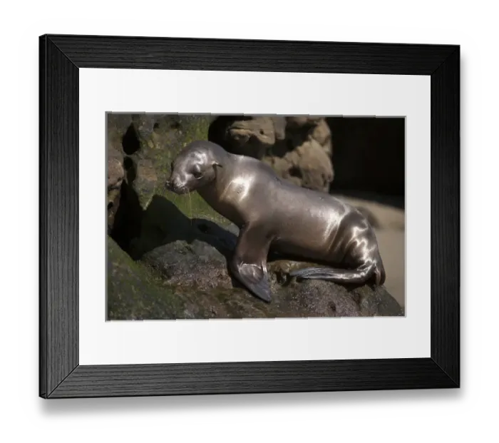 Framed Print : USA, California, La Jolla. Baby sea lion on rock Framed Print : USA, California, La Jolla. Baby sea lion on rock