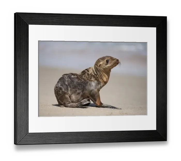 Framed Print : USA, California, La Jolla. Baby sea lion on sand