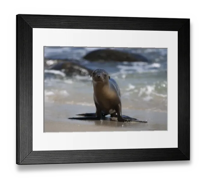 Framed Print : USA, California, La Jolla. Baby sea lion on sand