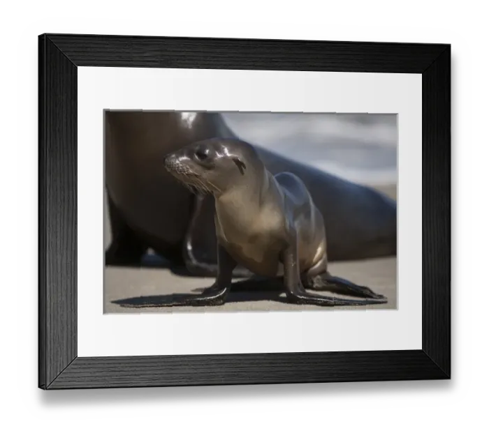 Framed Print : USA, California, La Jolla. Baby sea lion on sand Framed Print : USA, California, La Jolla. Baby sea lion on sand