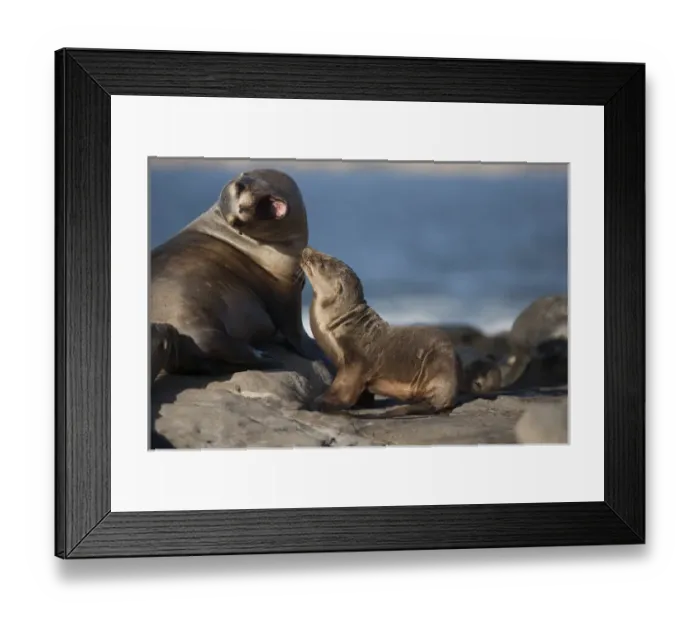 Framed Print : USA, California, La Jolla. Baby sea lion with parent