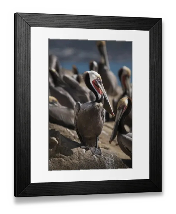 Framed Print : USA, California, La Jolla. Brown pelicans on beach Framed Print : USA, California, La Jolla. Brown pelicans on beach