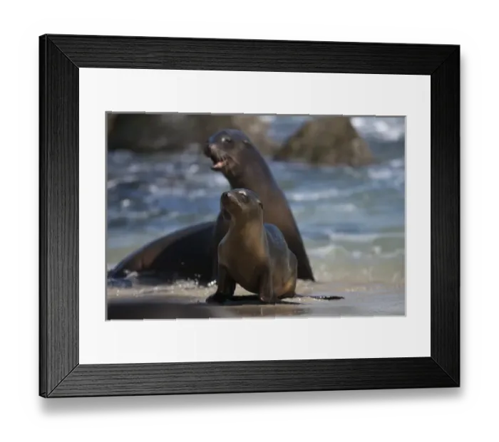 Framed Print : USA, California, La Jolla. Sea lions on beach surf