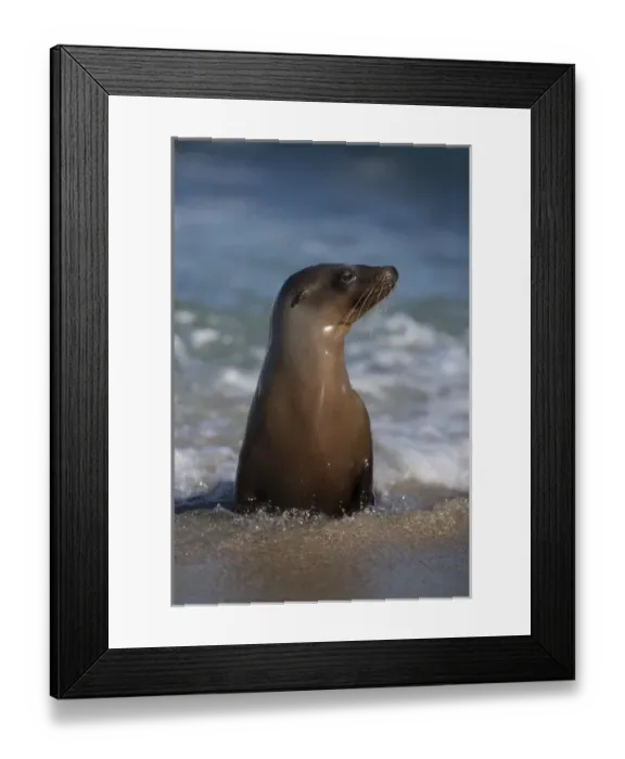 Framed Print : USA, California, La Jolla. Young sea lion in beach water