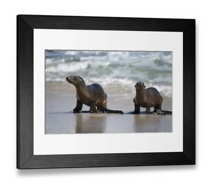 Framed Print : USA, California, La Jolla. Young sea lions on sand Framed Print : USA, California, La Jolla. Young sea lions on sand