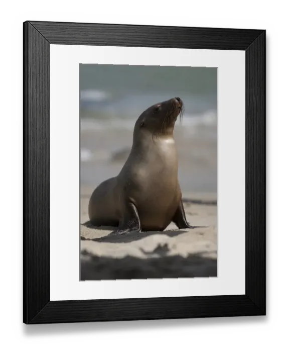 Framed Print : USA, California, La Jolla. Young sea lion on sand