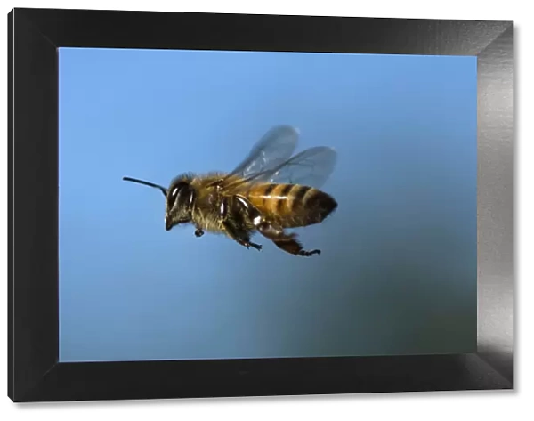 USA, California. Honey bee in flight. Credit as: Christopher Talbot Frank  /  Jaynes