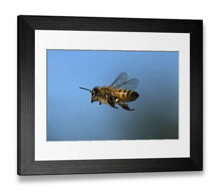 Framed Print : USA, California. Honey bee in flight. Credit as: Christopher Talbot Frank / Jaynes Framed Print : USA, California. Honey bee in flight. Credit as: Christopher Talbot Frank / Jaynes