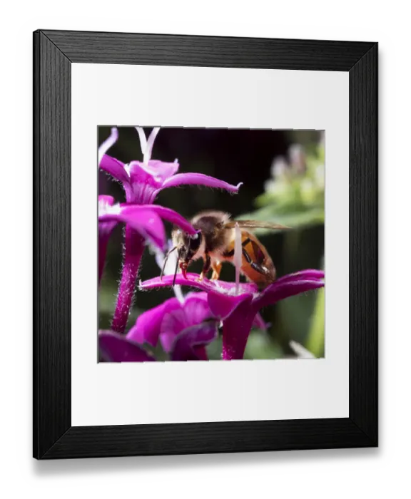 Framed Print : USA, California. Honey bee on flower. Credit as: Christopher Talbot Frank / Jaynes Framed Print : USA, California. Honey bee on flower. Credit as: Christopher Talbot Frank / Jaynes
