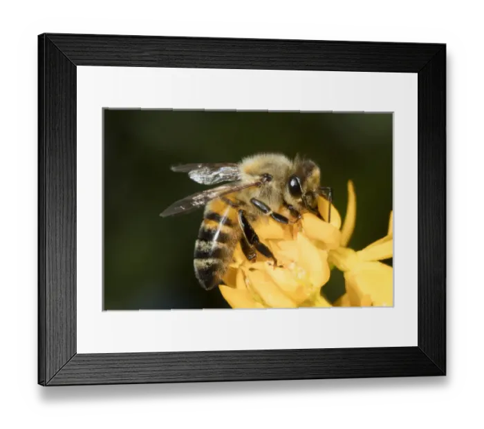 Framed Print : USA, California. Honey bee on flower. Credit as: Christopher Talbot Frank  /  Jaynes