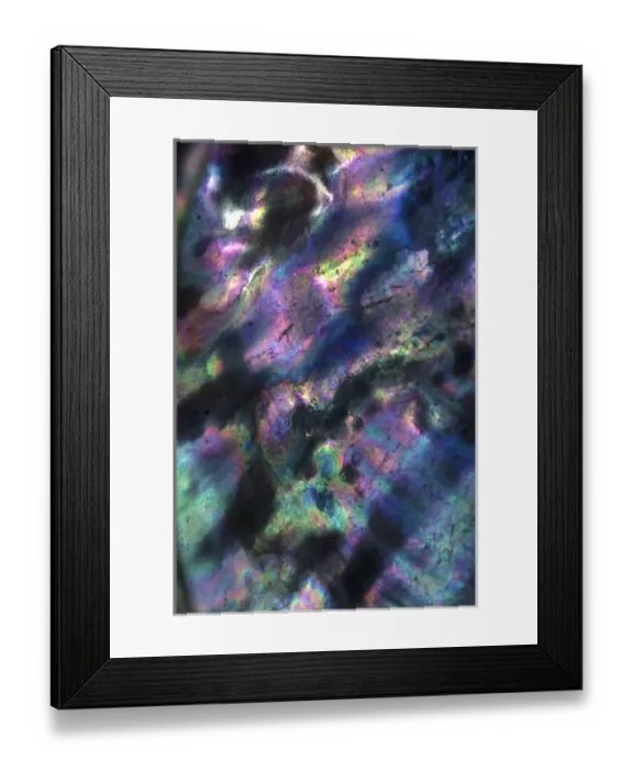 Framed Print : USA, California. Abalone shell close-up. Credit as: Christopher Talbot Frank  /  Jaynes