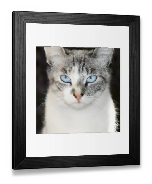 Framed Print : USA, California. Lynx point Siamese cat portrait Framed Print : USA, California. Lynx point Siamese cat portrait