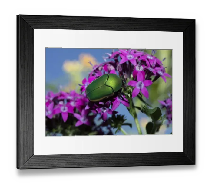 Framed Print : USA, California. June bug on flower. Credit as: Christopher Talbot Frank  /  Jaynes