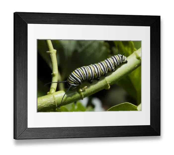 Framed Print : USA, California. Monarch butterfly caterpillar close-up Framed Print : USA, California. Monarch butterfly caterpillar close-up