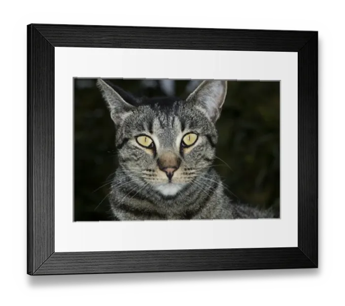 Framed Print : USA, California. Male tabby cat portrait