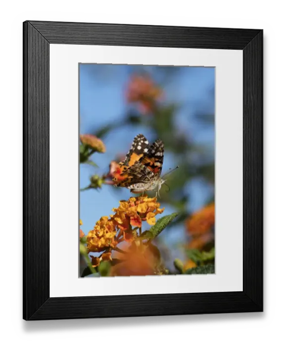 Framed Print : USA, California. Painted lady butterfly on lantana flowers