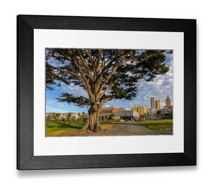Framed Print : Monterey cypress tree in park in Fishermans Wharf in San Francisco, California, USA