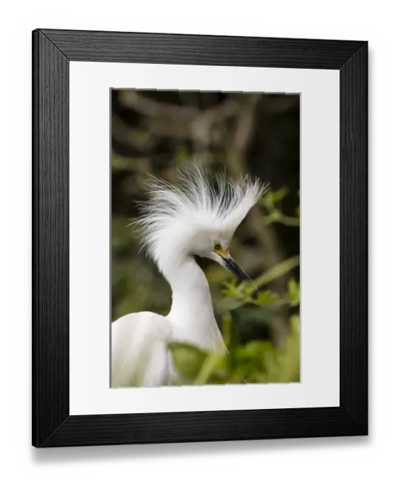 Framed Print : Nesting snowy egrets on Alcatraz Island, San Francisco, California, USA