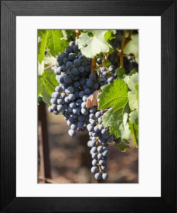 Framed Print : California, Napa Valley Wine Country. Wine vineyard, Fall crush season Framed Print : California, Napa Valley Wine Country. Wine vineyard, Fall crush season