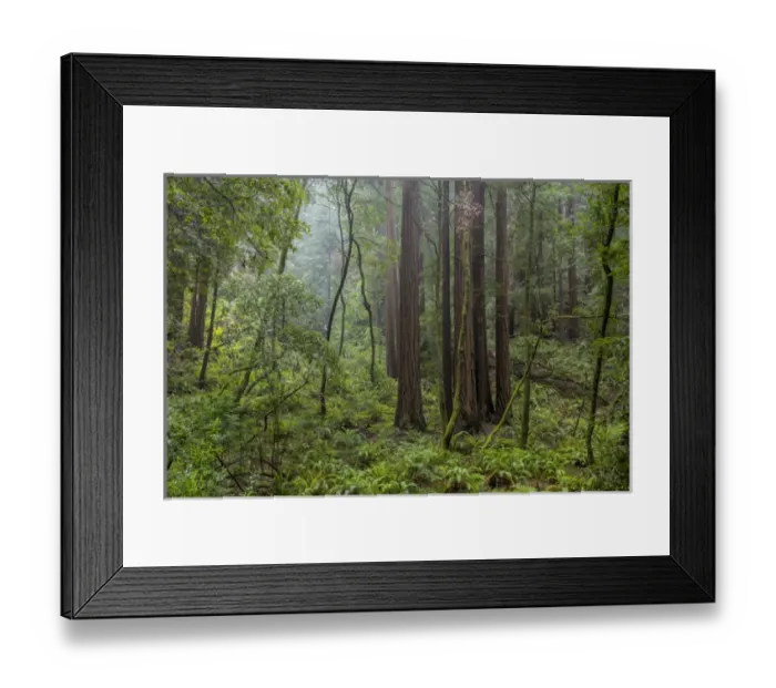 Framed Print : Mature redwood forest in Muir Woods National Monument in Mill Valley, California, USA