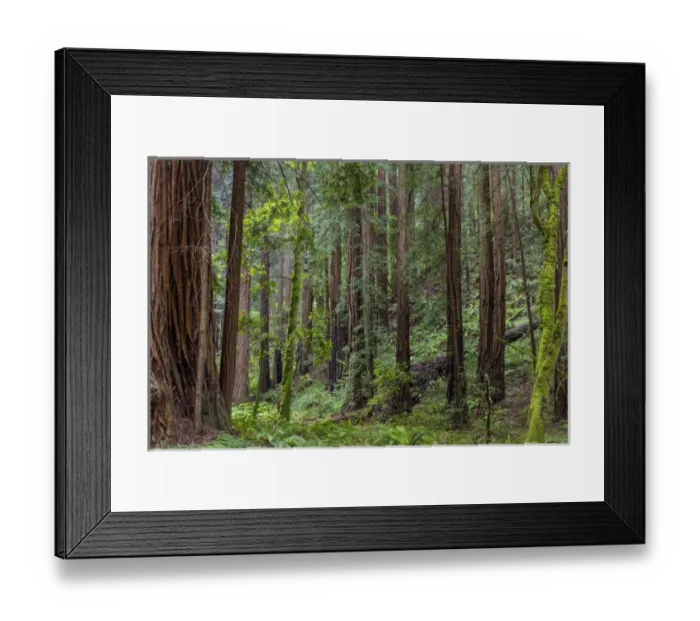Framed Print : Mature redwood forest in Muir Woods National Monument in Mill Valley, California, USA Framed Print : Mature redwood forest in Muir Woods National Monument in Mill Valley, California, USA