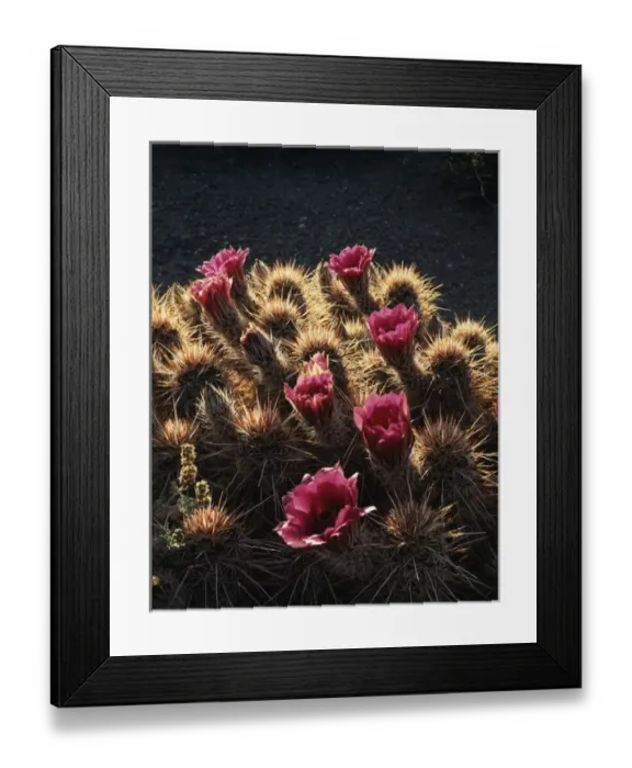 Framed Print : CTF-1009. Calico cactus (Echinocereus engelmannii) flowers