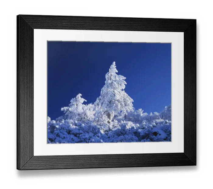 Framed Print : CTF-1027. California, Cleveland National Forest Framed Print : CTF-1027. California, Cleveland National Forest